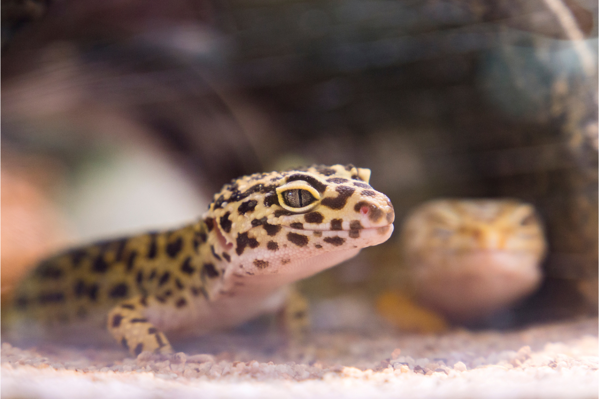 How Long Do Leopard Geckos Live? Lifespan & Care How Long Do Leopard Geckos Live? Lifespan & Care
