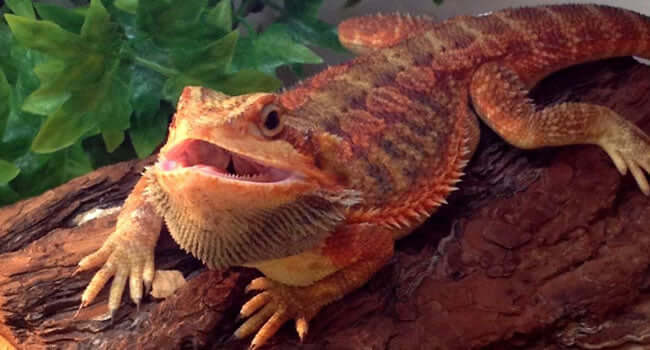 Lizards That Look Like Dragons: 4 Alternatives to Bearded Dragons