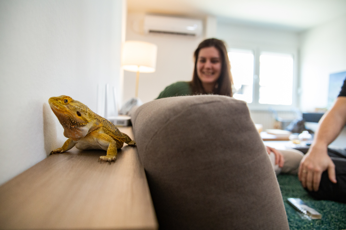 Pet Reptile Populations in the UK: Trends, Insights & Tips Pet Reptile Populations in the UK: Trends, Insights & Tips
