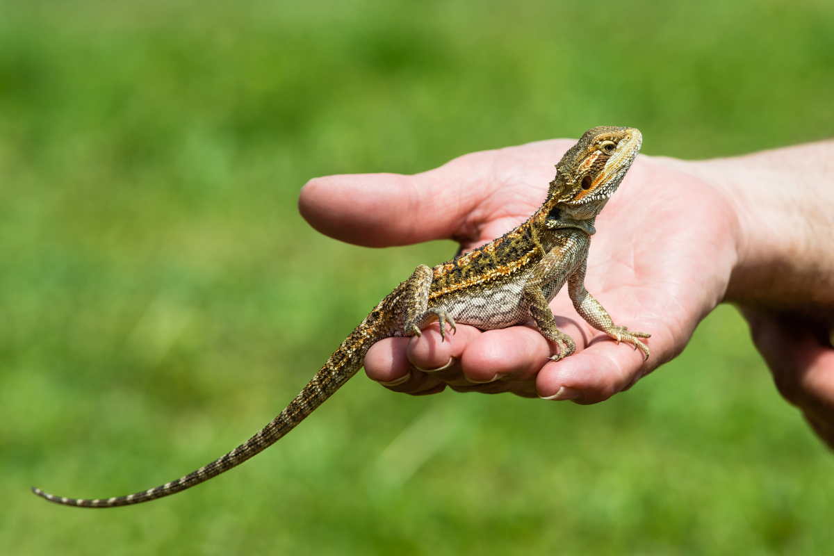 What Reptiles Make Good Pets: 6 Top Choices for Beginners