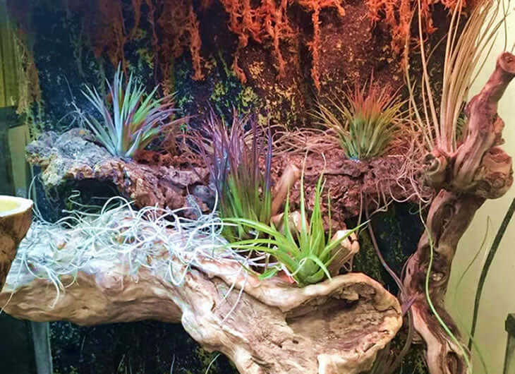 Air Plants for Terrariums: Low-Maintenance Decor  Northampton Reptile  Centre