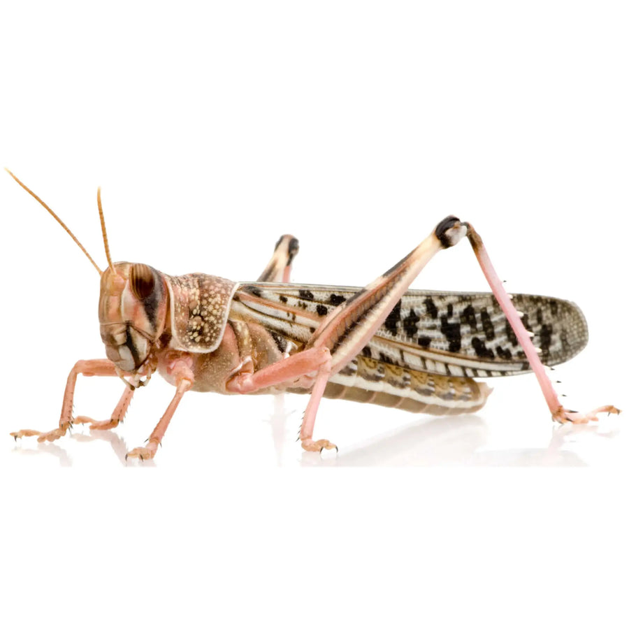 Buy Adult Locusts 60-80mm (A051) Online at £2.39 from Reptile Centre