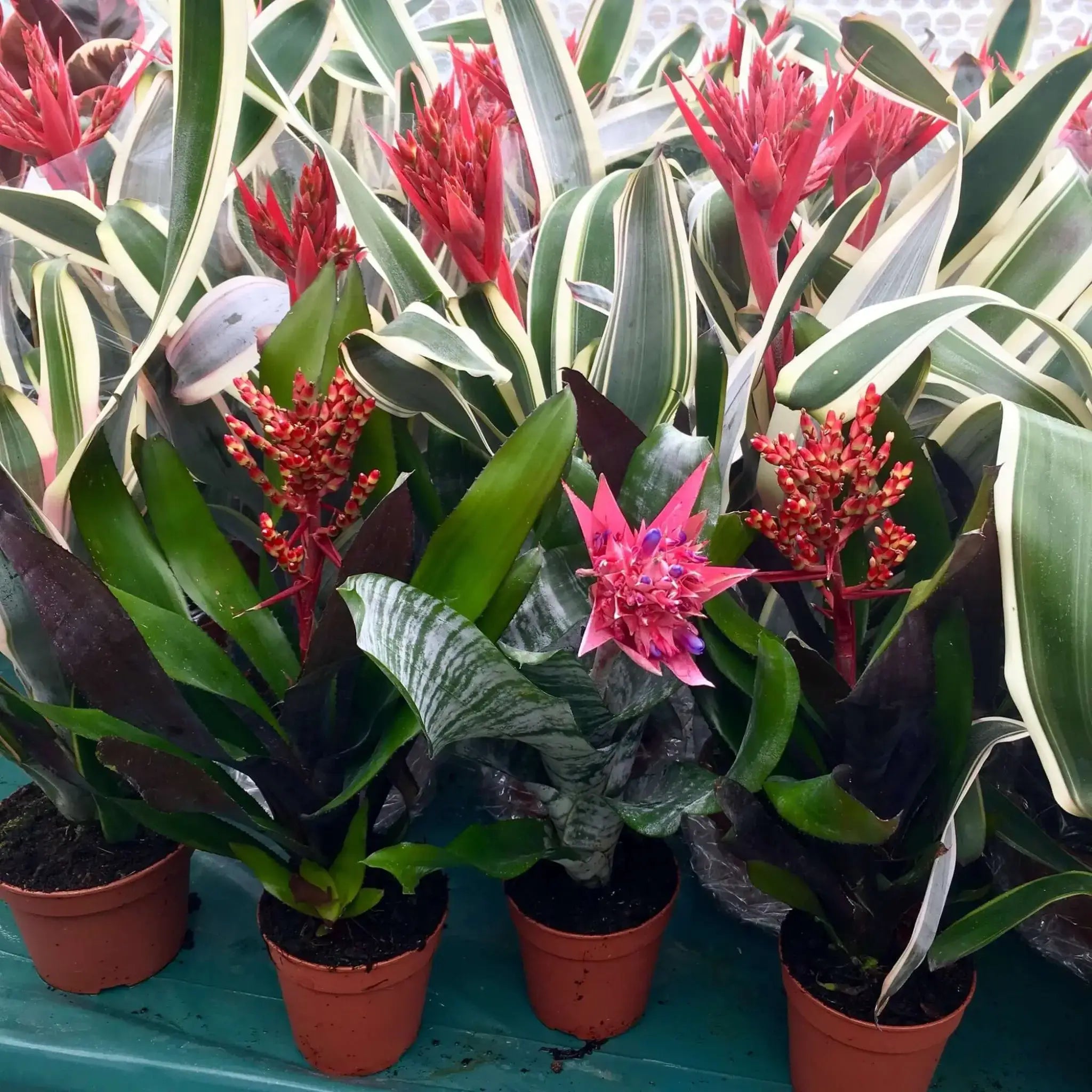 Buy Aechmea Bromeliad (Aechmea sp.) Online at £21.89