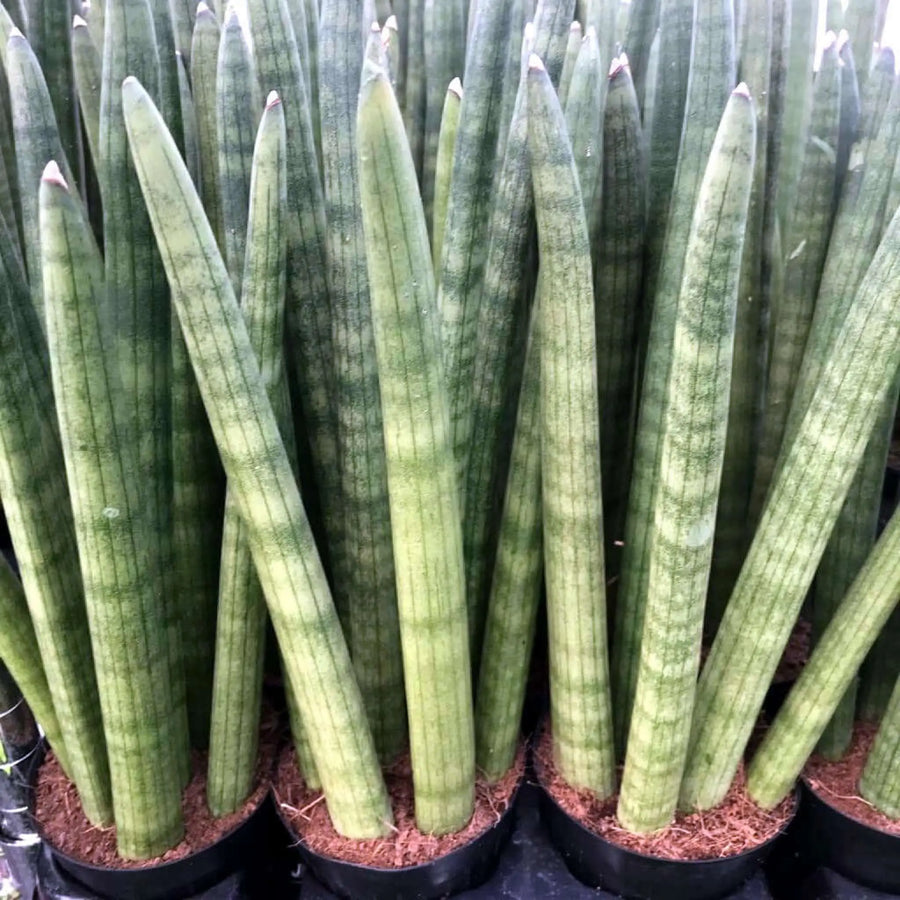 Buy African Spear (Sansevieria cylindrica) (PPL034) Online at £18.99 from Reptile Centre