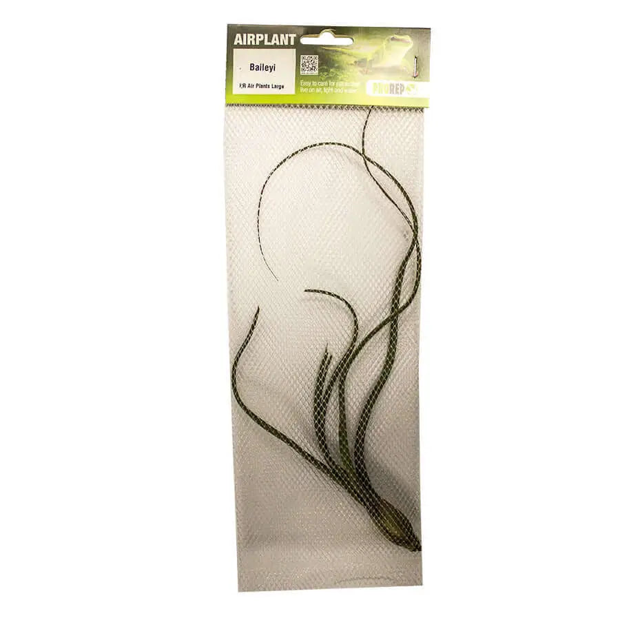 Buy Airplant - Tillandsia baileyi (PPA045) Online at £6.99 from Reptile Centre