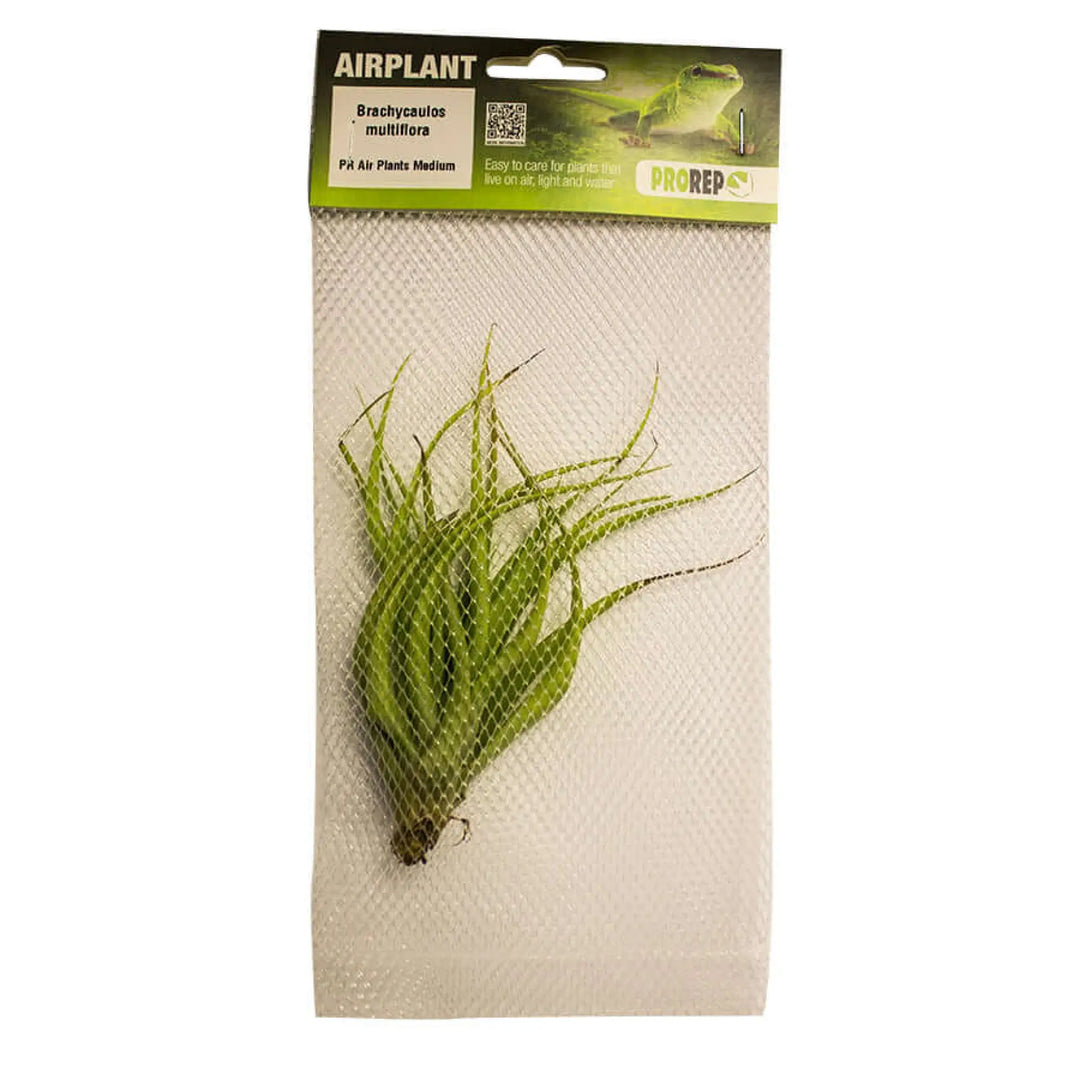 Buy Airplant - Tillandsia brachycaulos var. multiflora (PPA020) Online at £5.29 from Reptile Centre