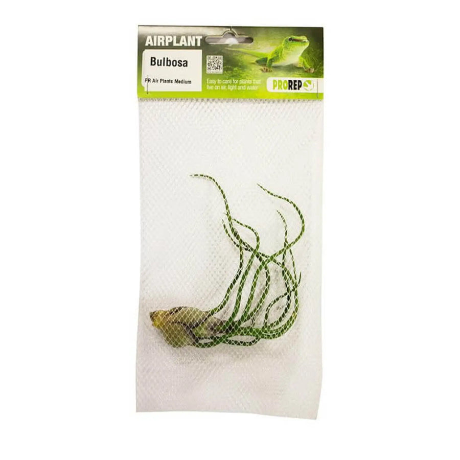 Buy Airplant - Tillandsia bulbosa (PPA018) Online at £5.29 from Reptile Centre