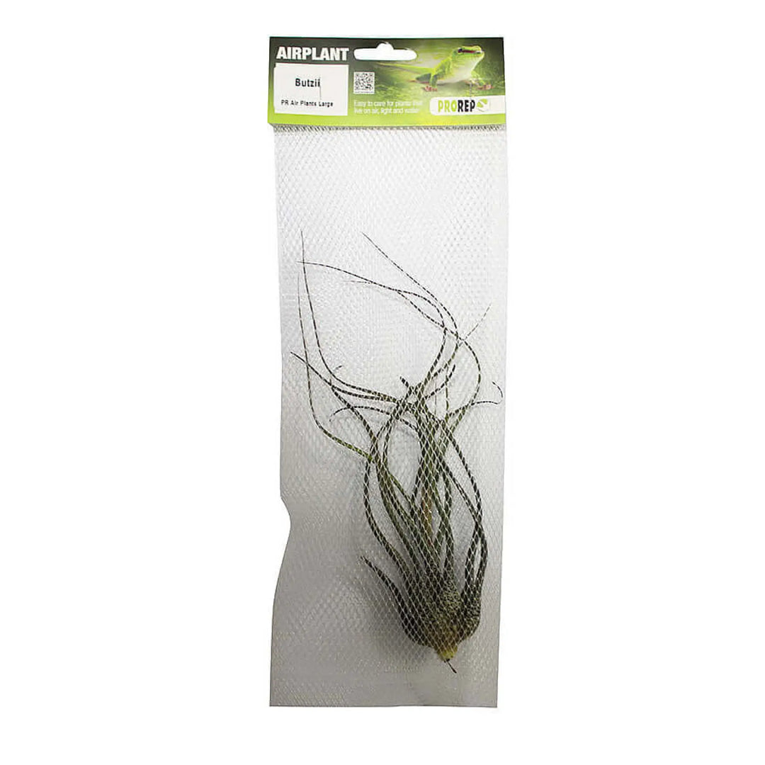 Buy Airplant - Tillandsia butzii (PPA050) Online at £6.99 from Reptile Centre