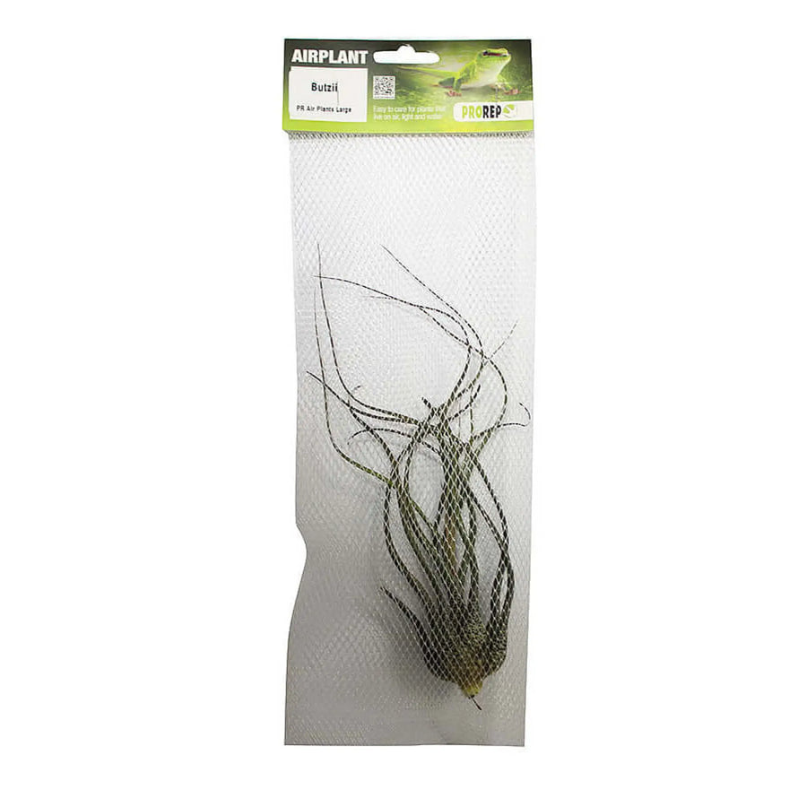 Buy Airplant - Tillandsia butzii (PPA050) Online at £6.99 from Reptile Centre