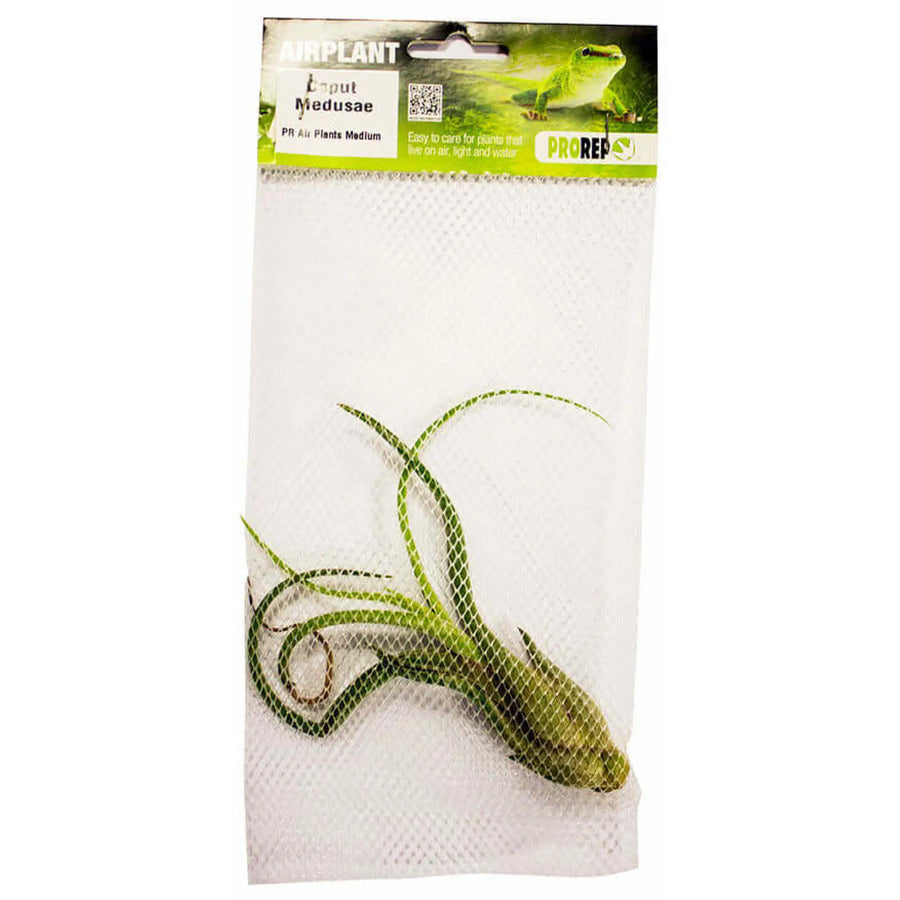 Buy Airplant - Tillandsia caput-medusae (PPA028) Online at £5.29 from Reptile Centre
