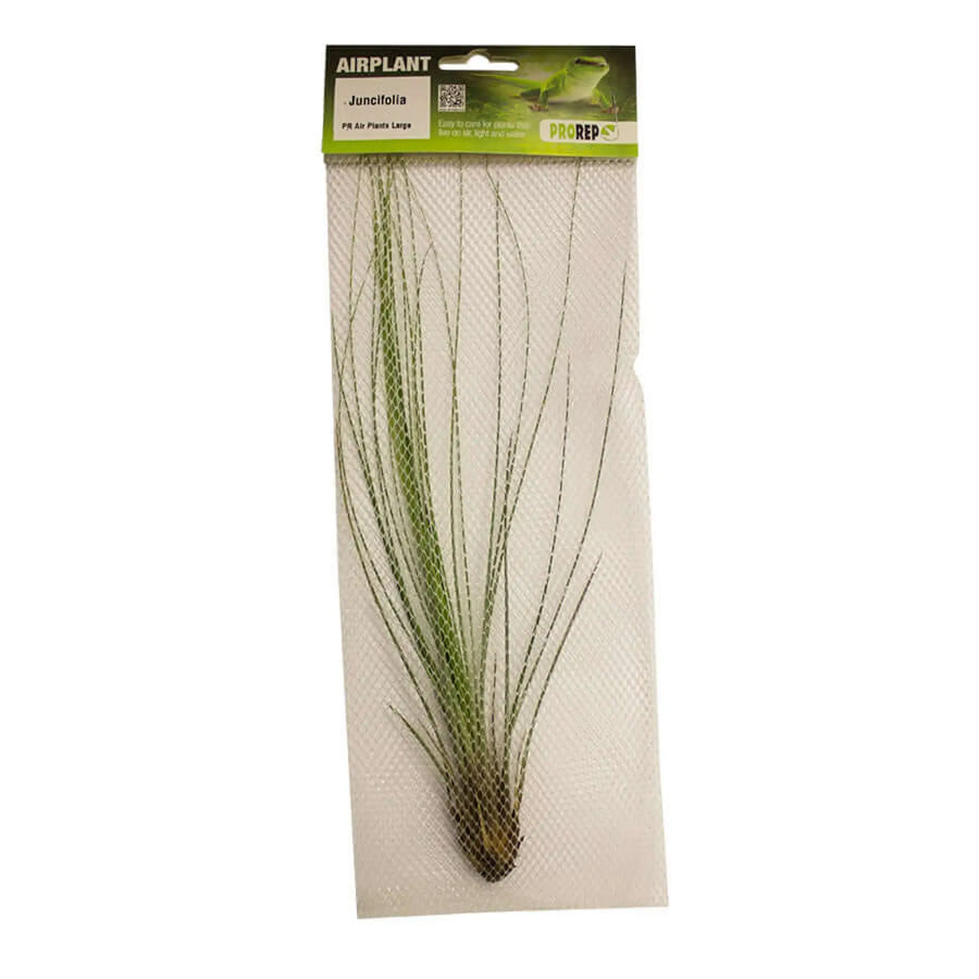 Buy Airplant - Tillandsia juncifolia (PPA040) Online at £6.99 from Reptile Centre