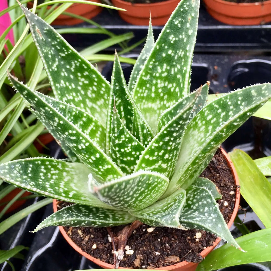 Buy Aloe 'Tiki Tahi' (PPL005) Online at £8.99 from Reptile Centre