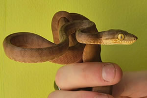Buy Amazon Tree Boa Setup Online