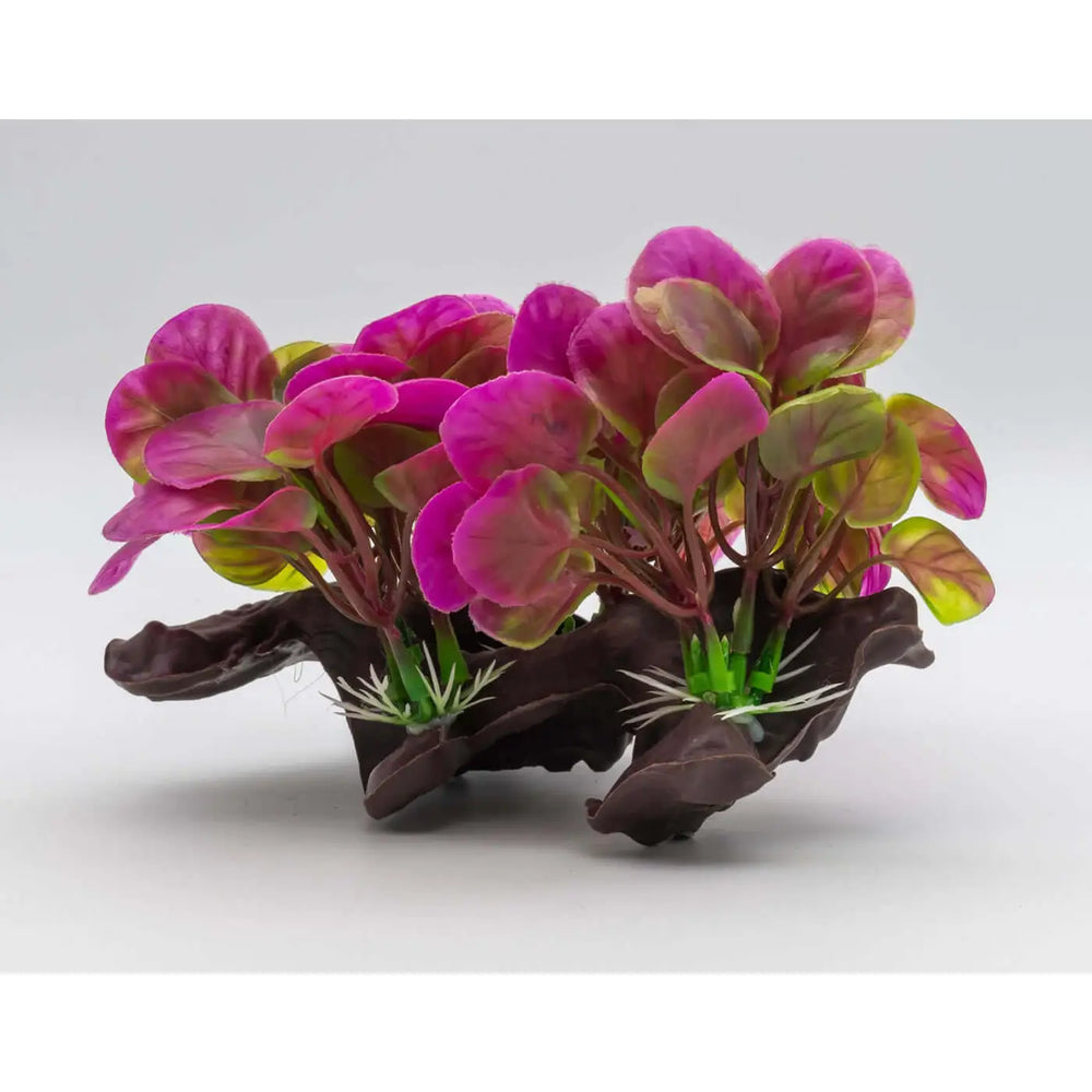 Buy AquaSpectra Anubis on Log 18cm (1DA446) Online at £3.29 from Reptile Centre