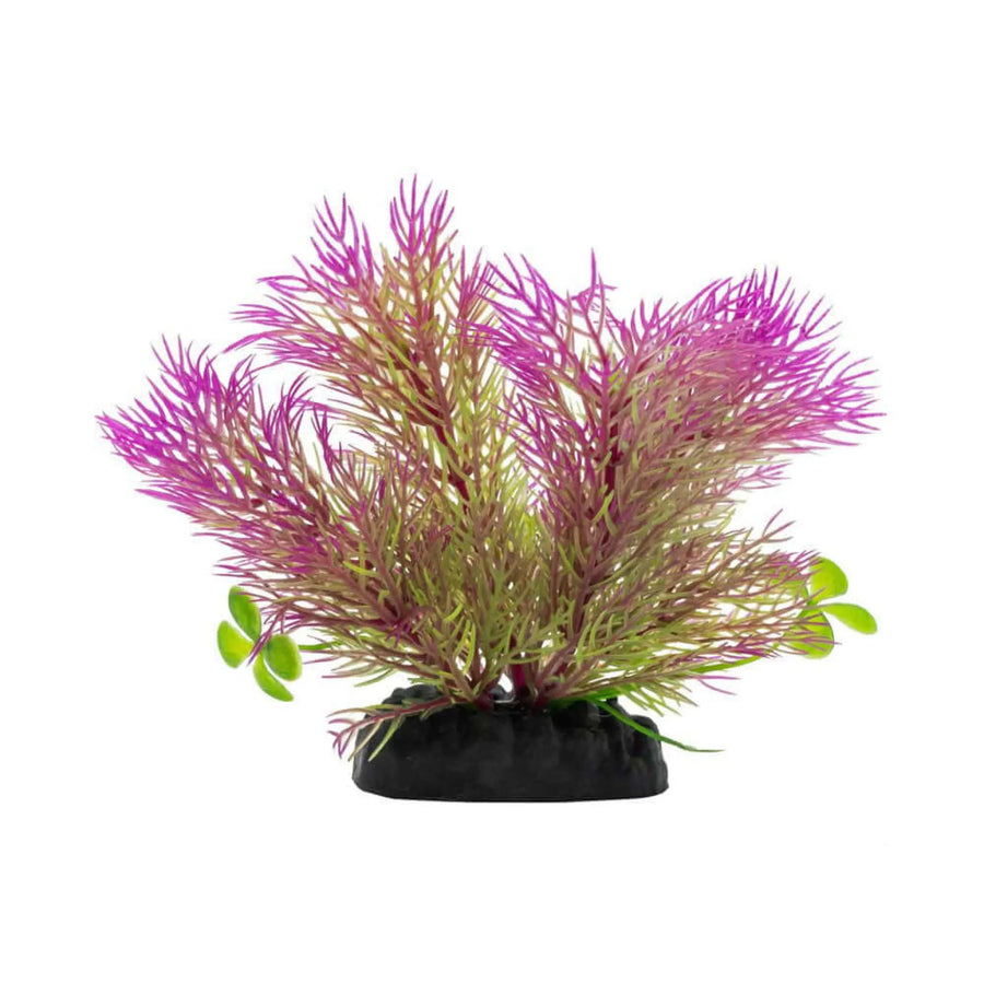 Buy AquaSpectra Ceratopteris Plant Purple 10cm (1DA243) Online at £1.19 from Reptile Centre