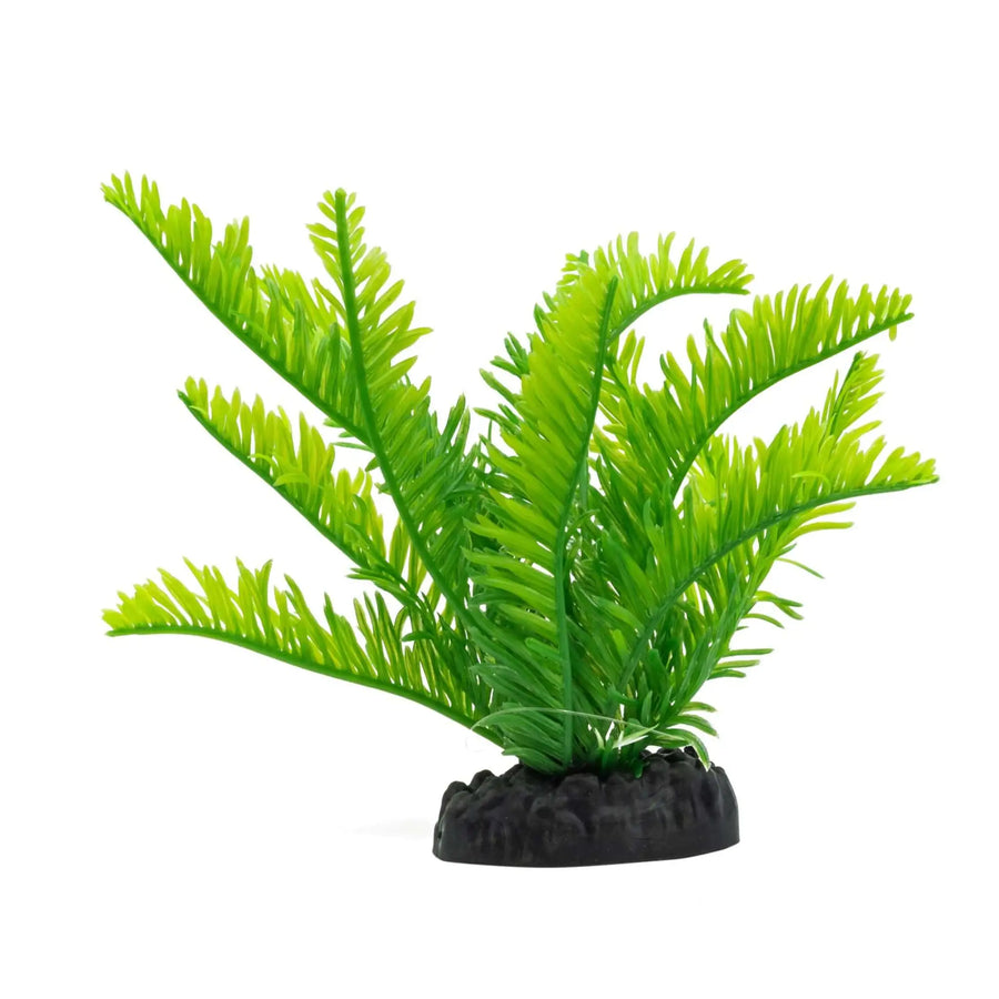 Buy AquaSpectra Fern Green 15cm (1DA460) Online at £2.39 from Reptile Centre
