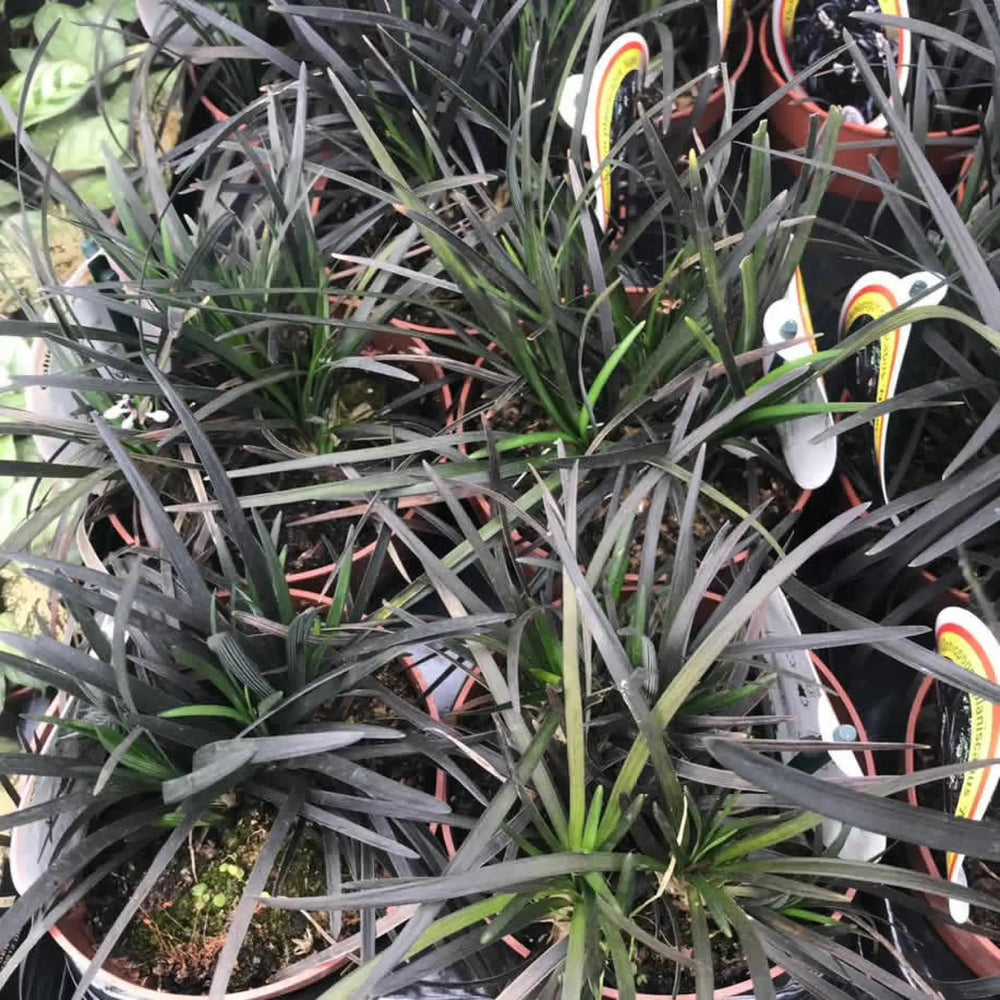 Buy Black Mondo Grass (Ophiopogon planiscapus) (PPL045L) Online at £9.49 from Reptile Centre