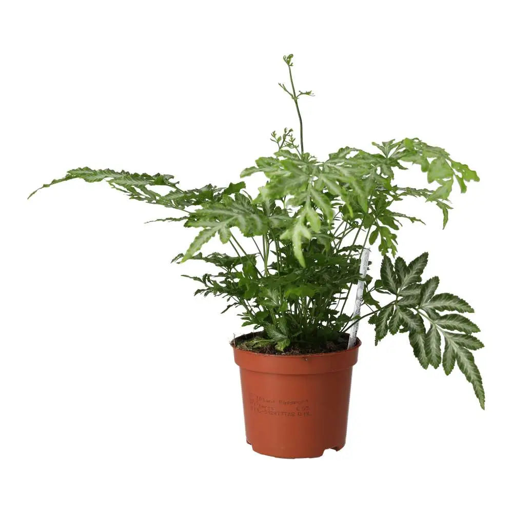 spider brake plant Brake Fern (Pteris sp.) – Northampton Reptile Centre