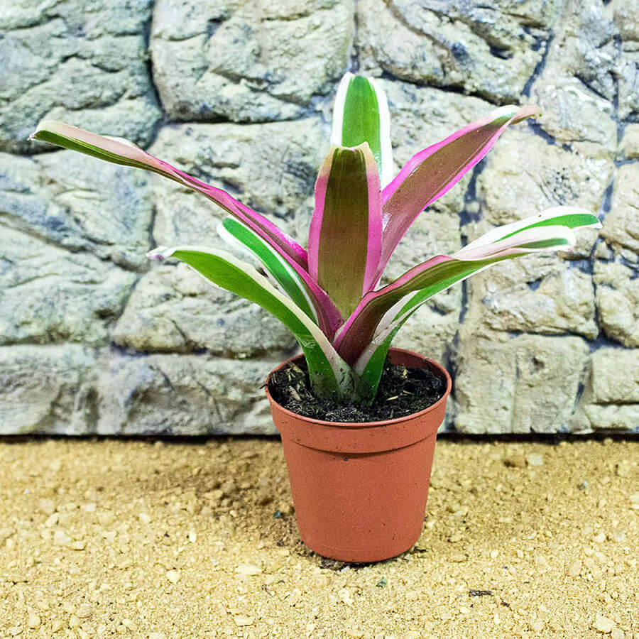 Buy Bromeliad (Neoregelia 'Donger') (PPL236) Online at £4.74 from Reptile Centre