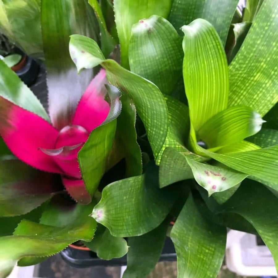 Buy Bromeliad (Neoregelia sp.) (PPL236A) Online at £9.49 from Reptile Centre