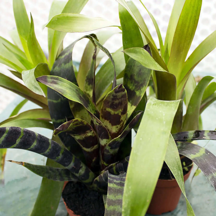 Buy Bromeliad - Our Choice - No Flower (PPL227) Online at £4.74 from Reptile Centre
