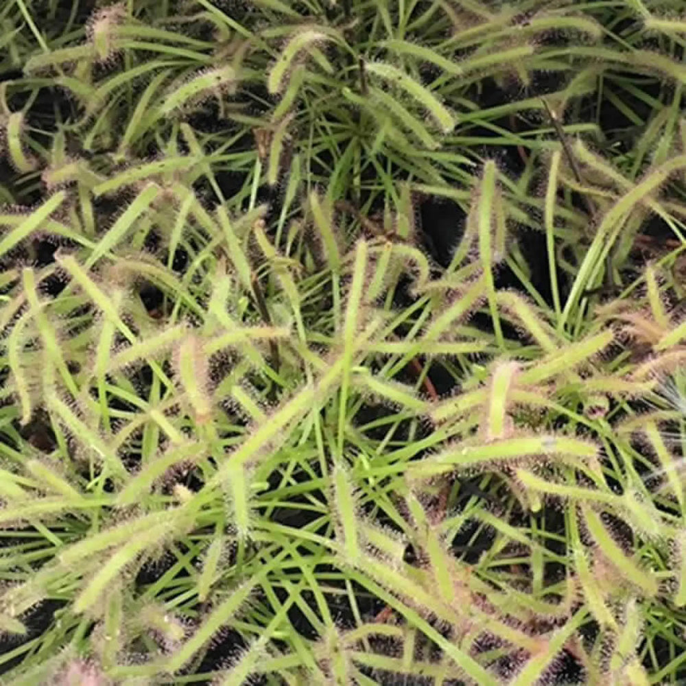 Buy Cape Sundew (Drosera capensis) (PPL406L) Online at £12.34 from Reptile Centre
