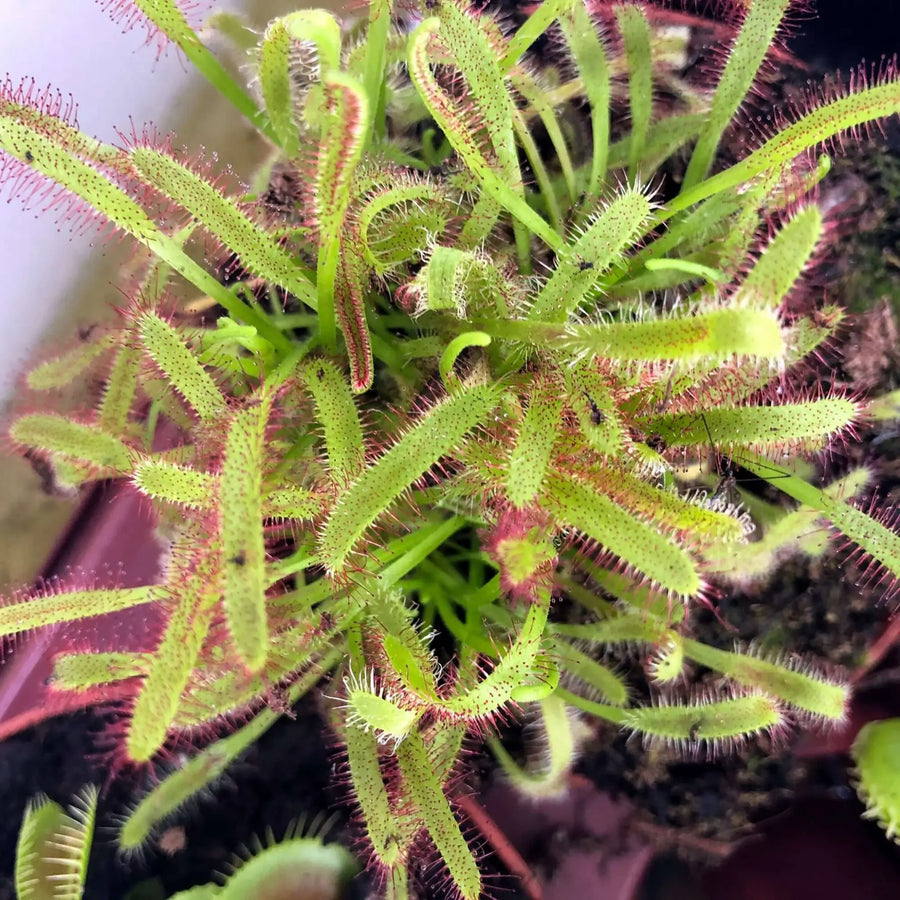 Buy Cape Sundew (Drosera capensis) (PPL406) Online at £8.54 from Reptile Centre