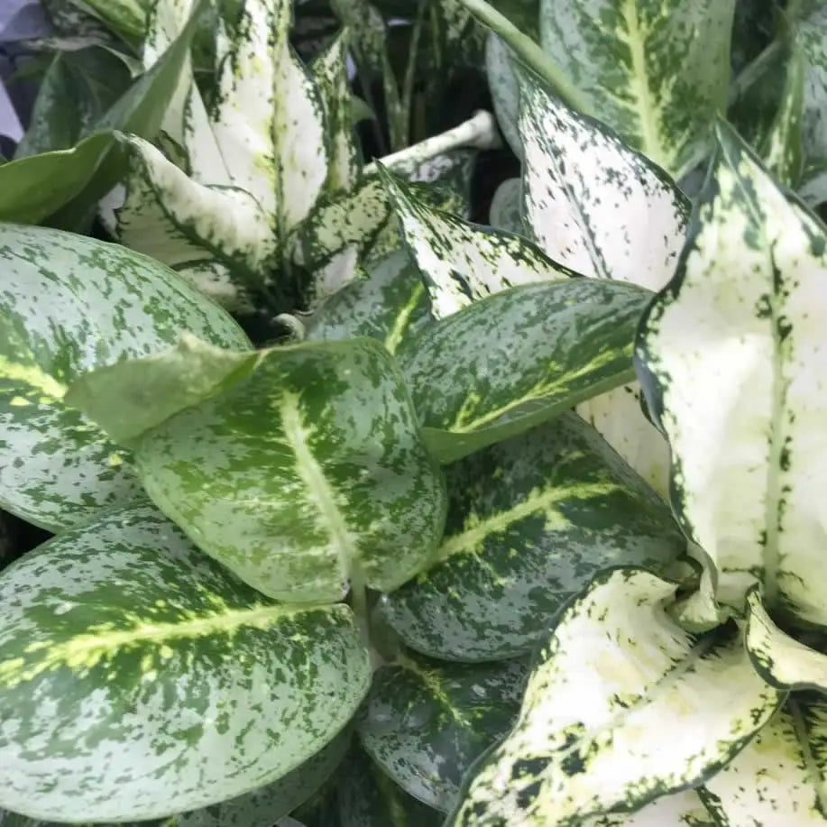 aglaonema sp Chinese Evergreen (Aglaonema sp.)