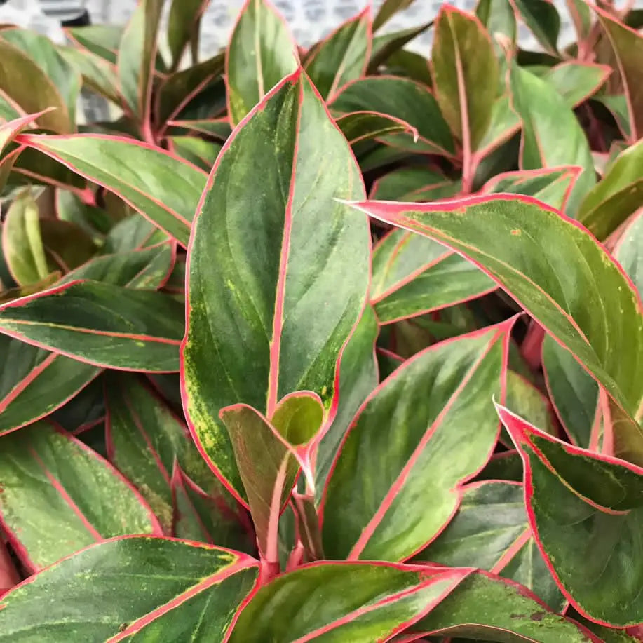 aglaonema sp Chinese Evergreen 'Red' (Aglaonema sp.)