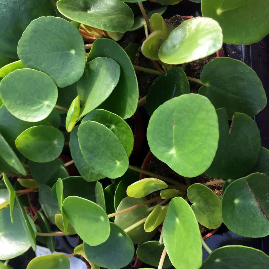 Buy Chinese Money Plant (Pilea peperomoides) (PPL432) Online at £5.69 from Reptile Centre