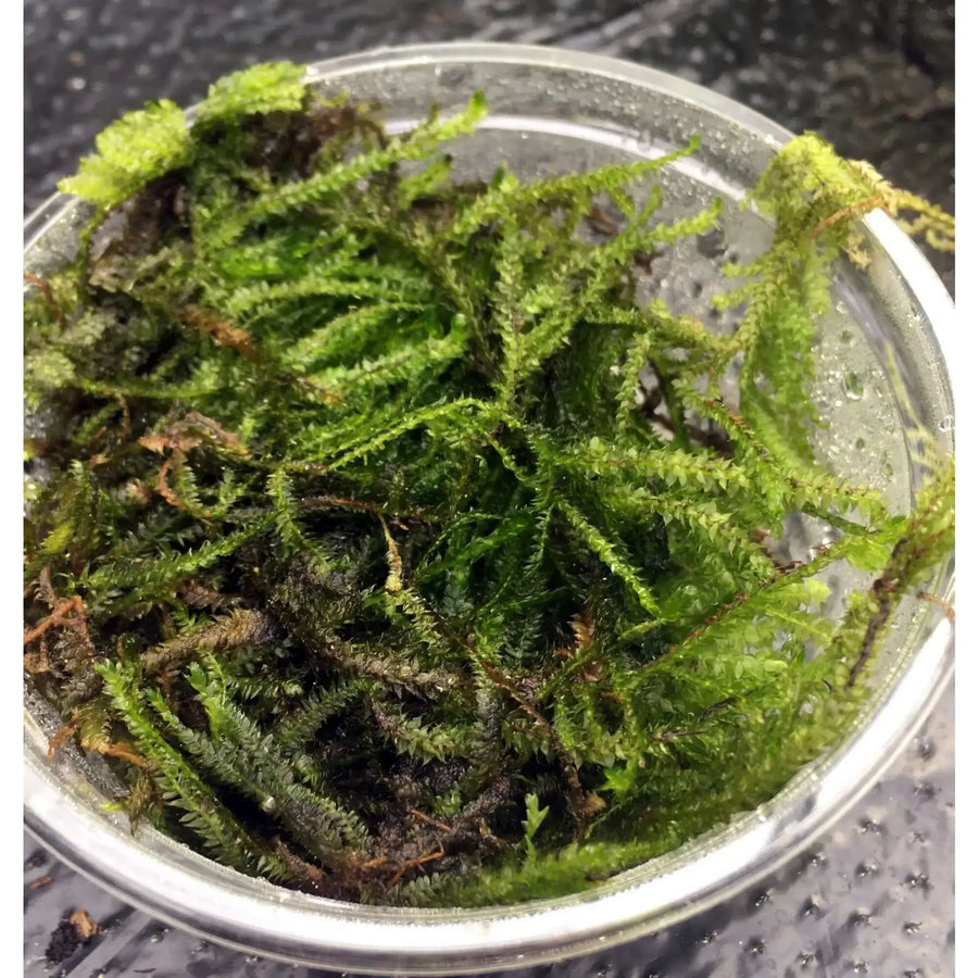 Buy Christmas Moss (Vesicularia montagnei) (PPL600) Online at £4.74 from Reptile Centre