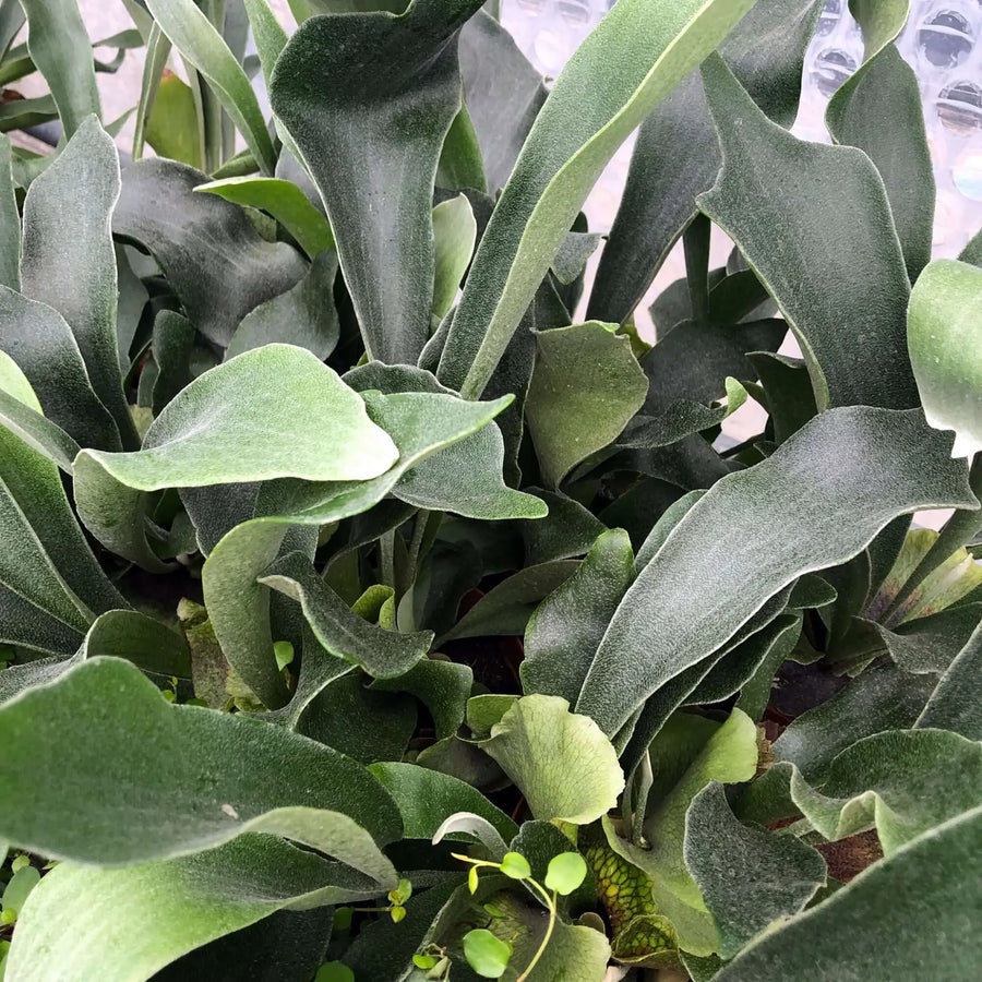 Buy Common Staghorn Fern (Platycerium bifurcatum) (PPL247) Online at £9.49 from Reptile Centre