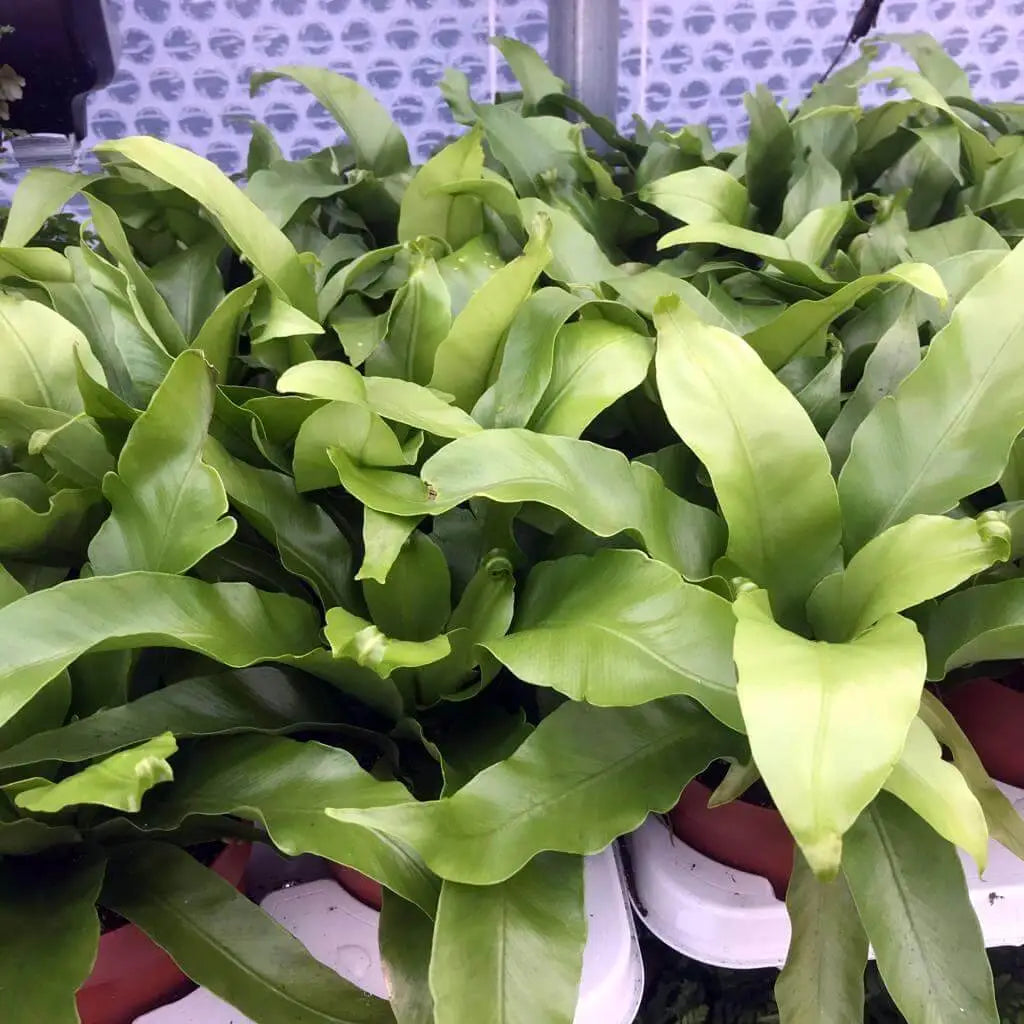 Crested Birds Nest Fern (Asplenium antiquum 'Leslie')
