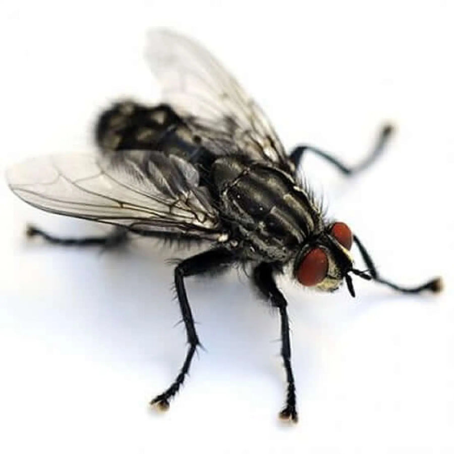 Buy Curly-wing Flies - Pre Pack (A315) Online at £2.39 from Reptile Centre