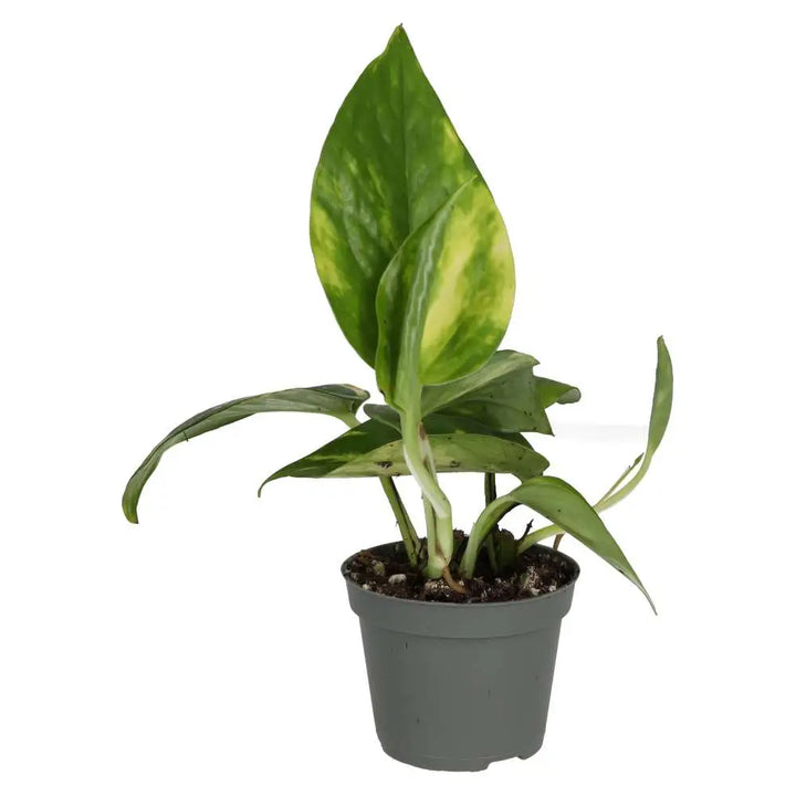 Devil's Ivy (Epipremnum aureum)
small