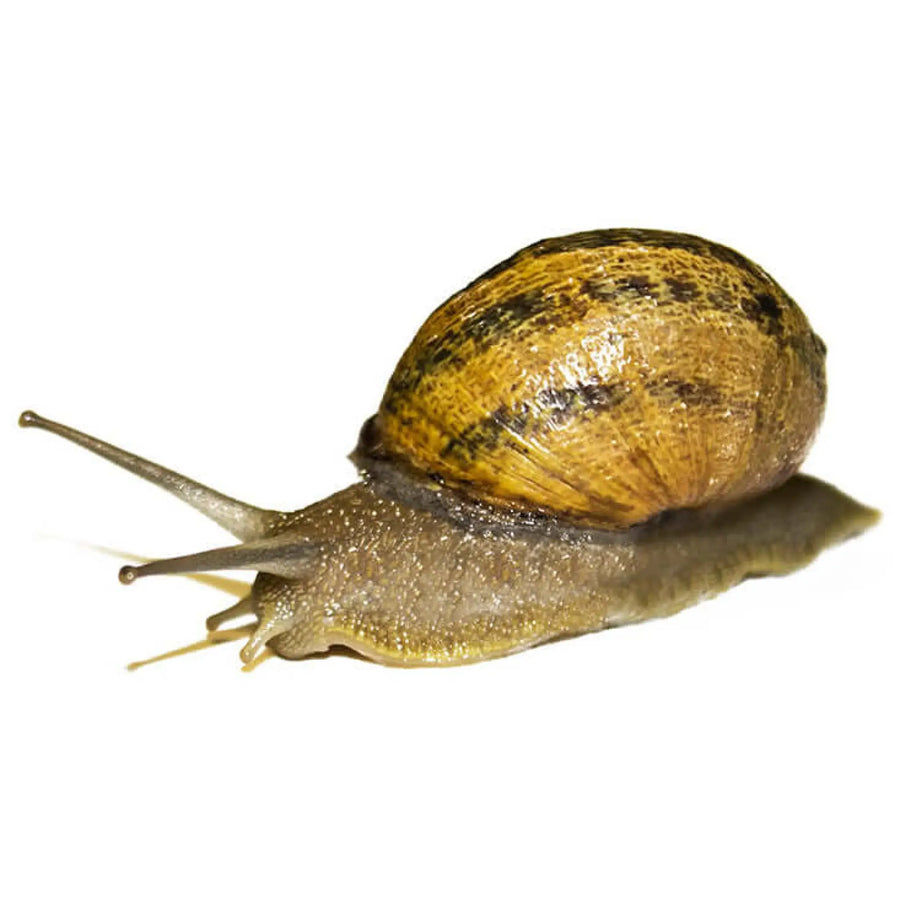 Buy Edible Snails (A347) Online at £4.99 from Reptile Centre