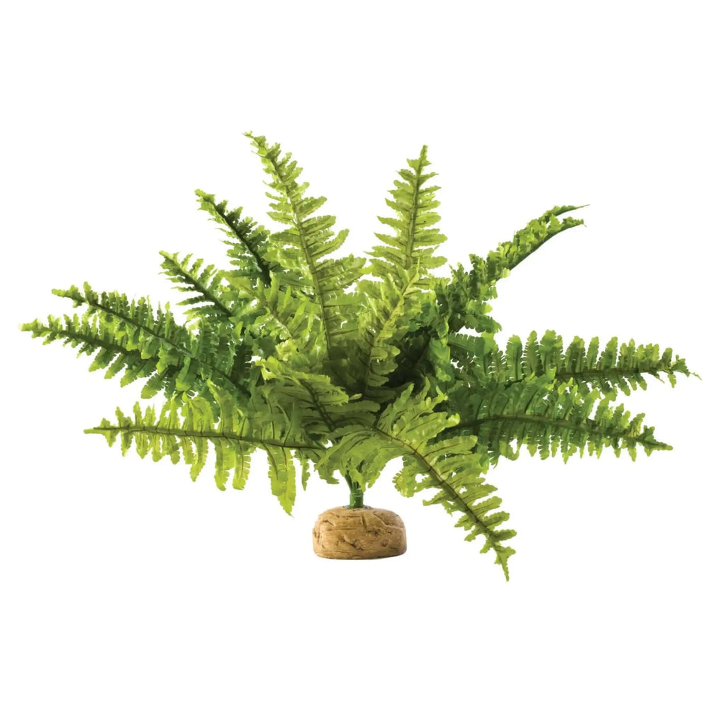 Buy Exo Terra Boston Fern (PHR030) Online at £12.79 from Reptile Centre