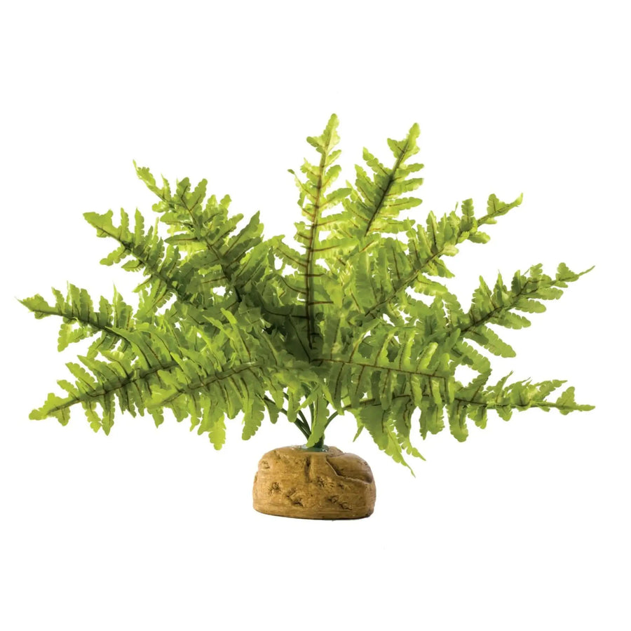 Buy Exo Terra Boston Fern (PHR005) Online at £9.19 from Reptile Centre