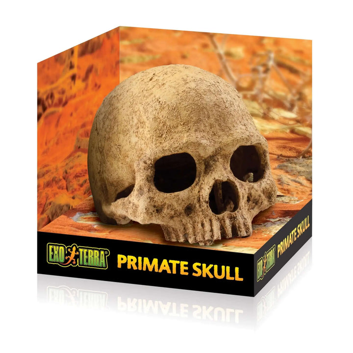 Buy Exo Terra Primate Skull (DHS105) Online at £12.79 from Reptile Centre