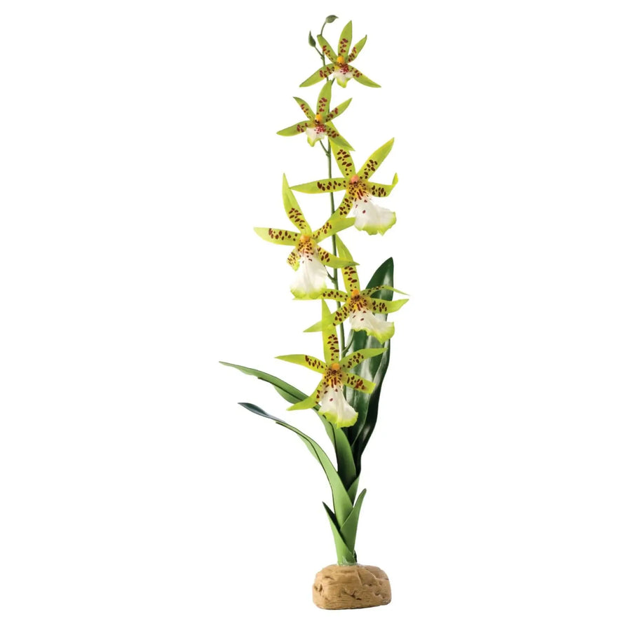 Buy Exo Terra Spider Orchid (PHR010) Online at £12.79 from Reptile Centre