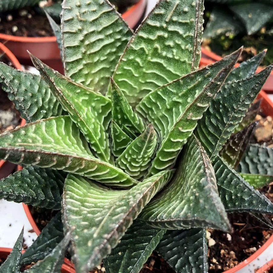 Buy Fairy Washboard (Haworthiopsis limifolia) (PPL022) Online at £5.69 from Reptile Centre
