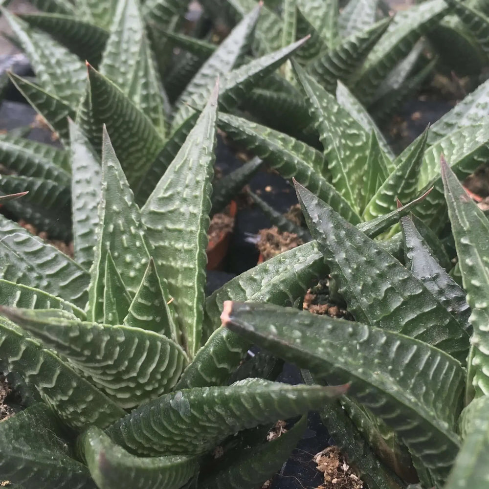 Buy Fairy Washboard (Haworthiopsis limifolia) (PPL022S) Online at £3.79 from Reptile Centre