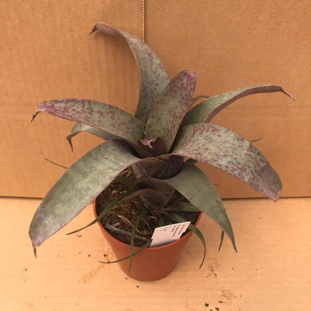 Buy Flaming Sword (Vriesea saundersii) (PPL270M) Online at £8.99 from Reptile Centre