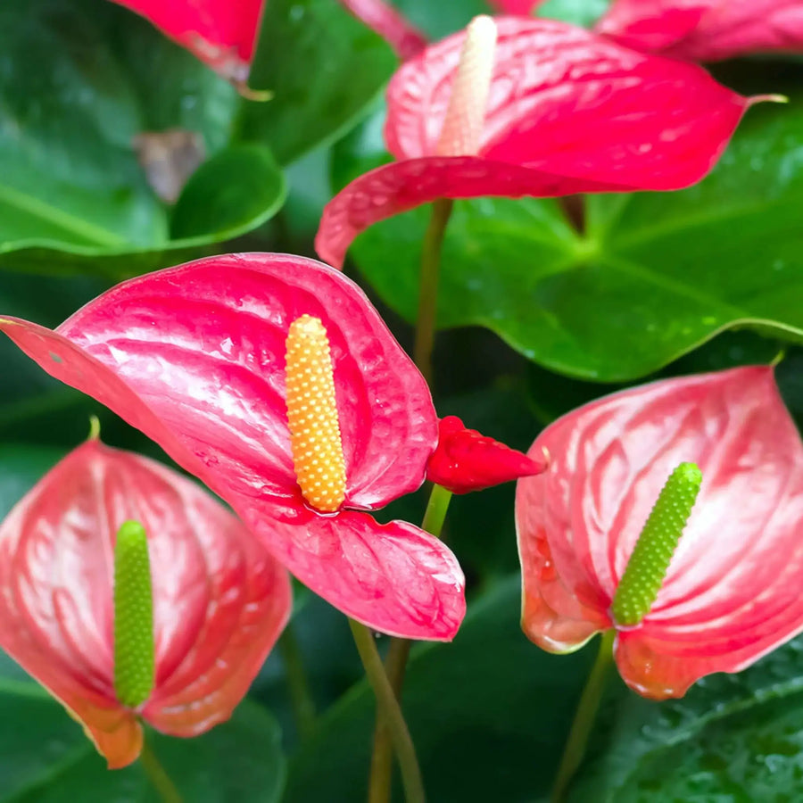 Buy Flamingo Flower (Anthurium sp.) (PPL201) Online at £7.59 from Reptile Centre