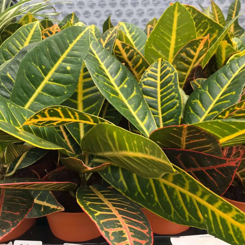 Buy Garden Croton 'Nervia' (Codiaeum variegatum) (PPL449L) Online at £8.54 from Reptile Centre