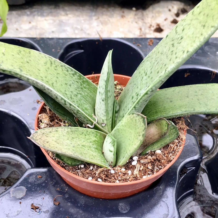 Buy Gasteria 'Little Warty' (PPL015) Online at £5.69 from Reptile Centre