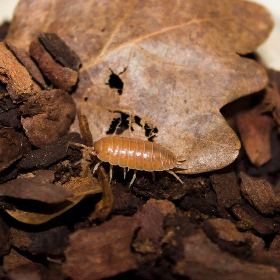 Buy Giant Orange Woodlice Culture (A374) Online at £3.99 from Reptile Centre