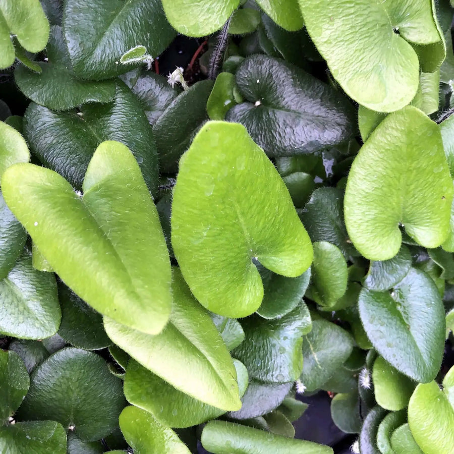 Buy Heart Leaf Fern (Hemionitis arifolia) (PPL267) Online at £3.79 from Reptile Centre