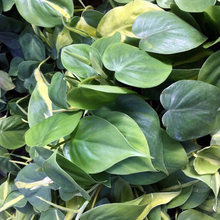 Buy Heartleaf Philodendron (Philodendron scandens) (PPL250) Online at £5.69 from Reptile Centre