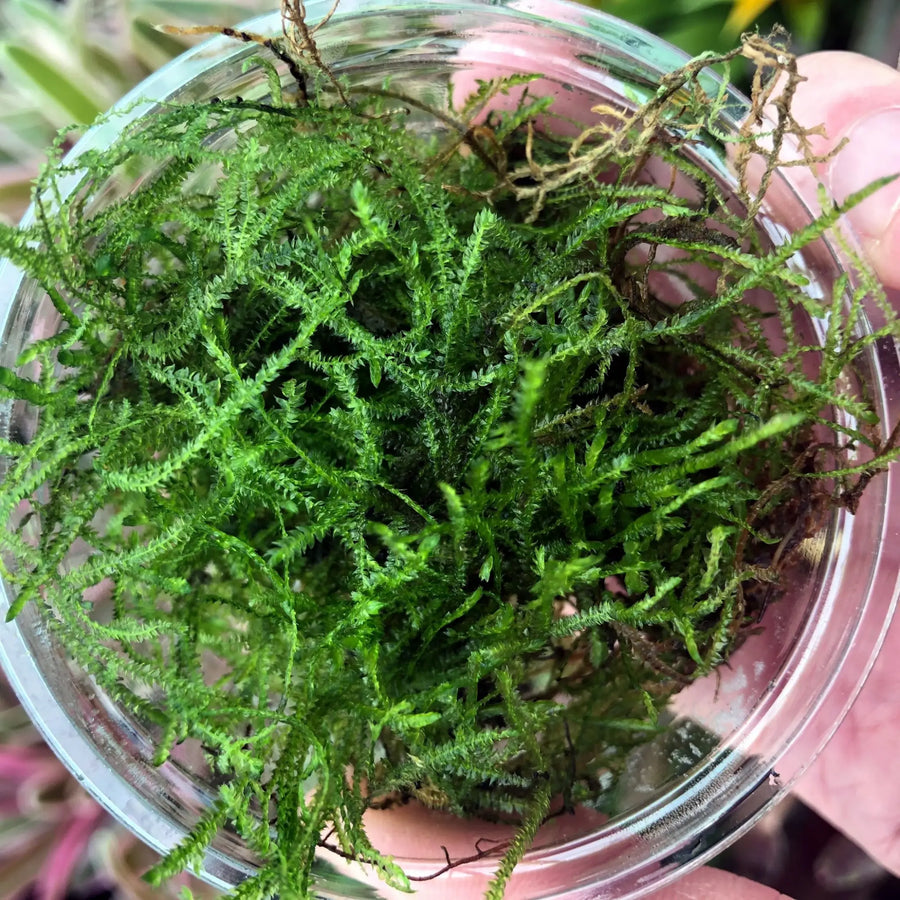 Buy Java Moss (Vesicularia dubyana) (PPL603) Online at £4.74 from Reptile Centre